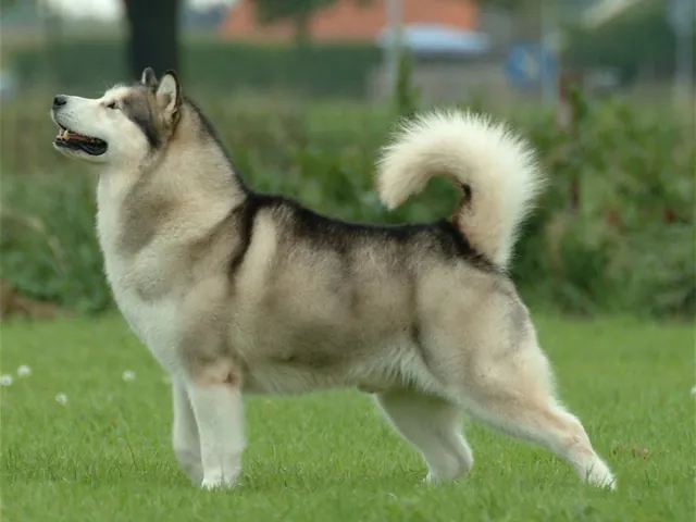 Alaskan Malamute