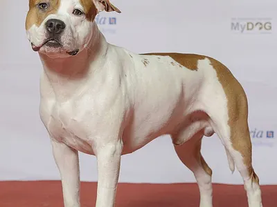 American Staffordshire Terrier