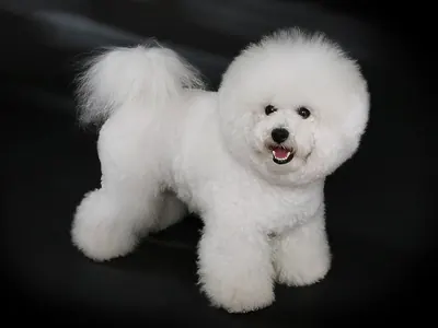 Bichón Frisé