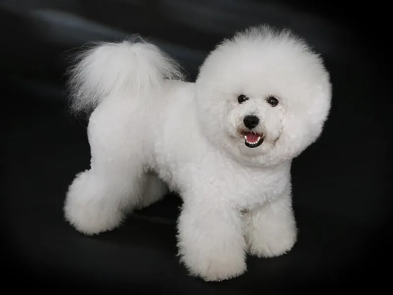 Bichón Frisé