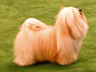 Bichón Habanero