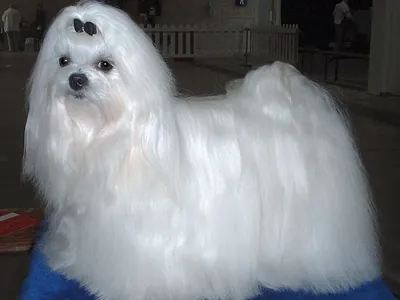 Bichón Maltés