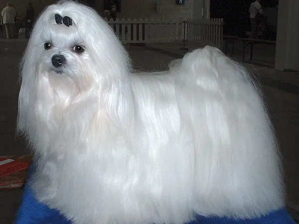 Bichón Maltés