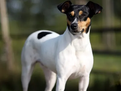 Ratonero Bodeguero Andaluz