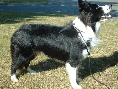 Border collie, una de las razas que más estímulo necesita