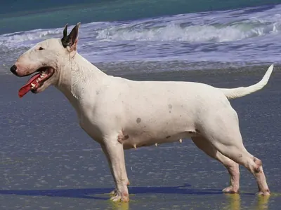 Bull Terrier