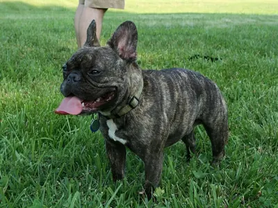 Bulldog francés, una de las razas con más riesgo de golpe de calor