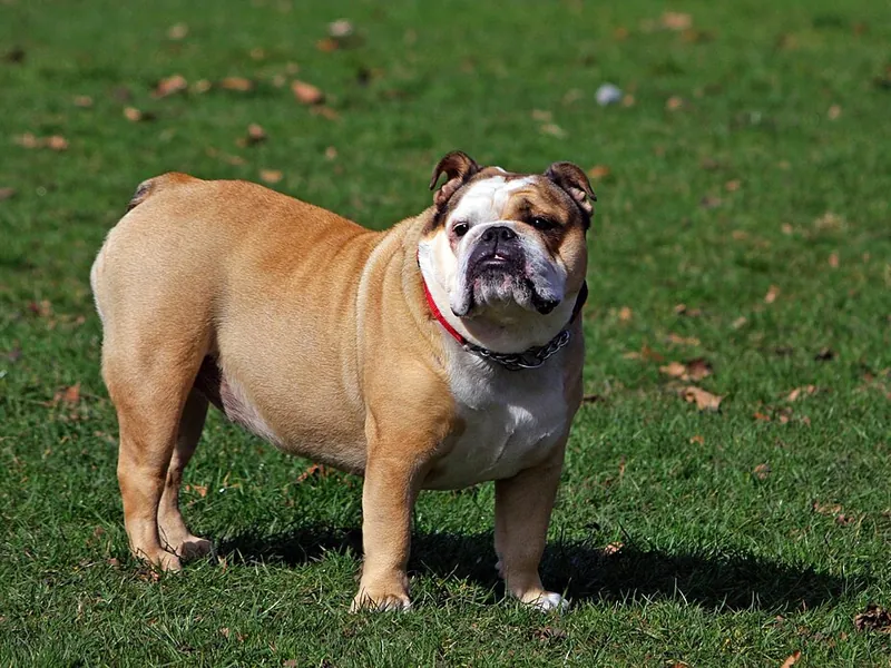 Bulldog Inglés