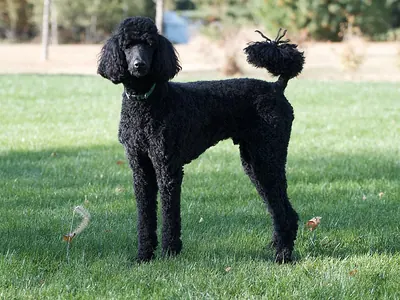 Caniche Grande (Estándar)