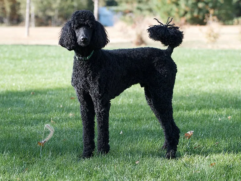 Caniche Grande (Estándar)