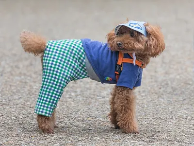 Caniche Toy y Enano