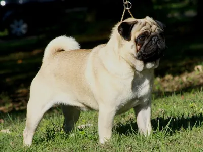 Carlino (Pug)