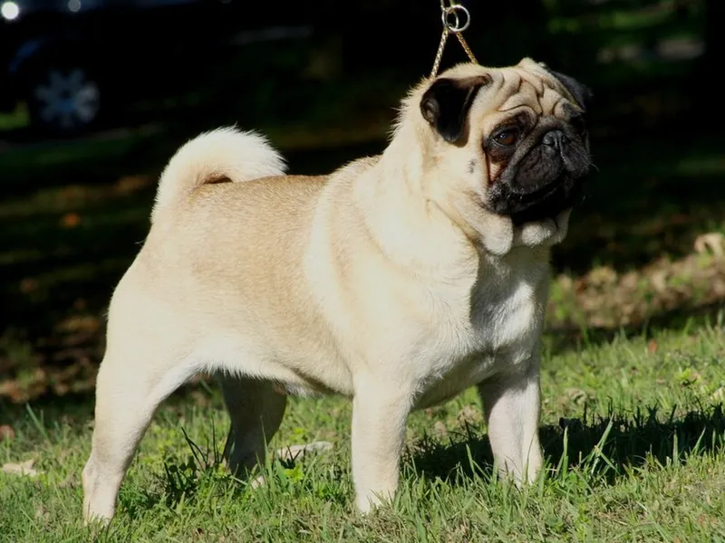 Carlino (Pug)