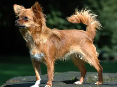 Chihuahua