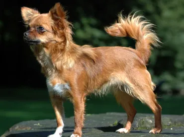 Chihuahua