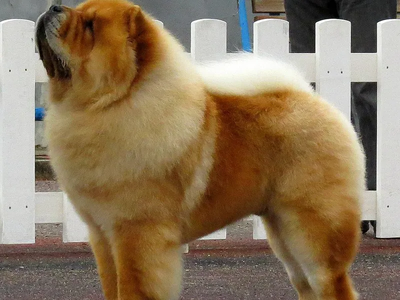Chow Chow