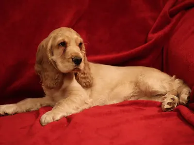 Cocker Spaniel Inglés