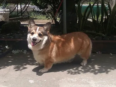 Corgi Galés de Pembroke
