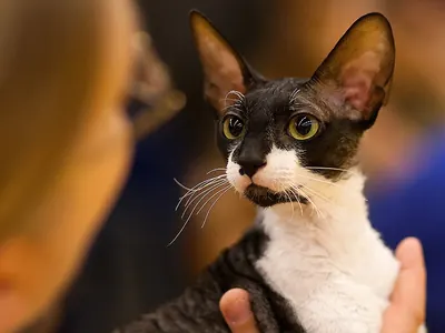 Cornish Rex