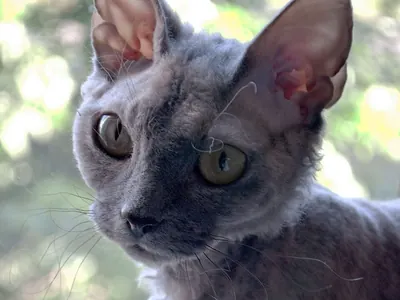 Devon Rex