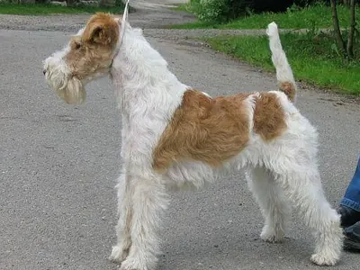 Fox Terrier