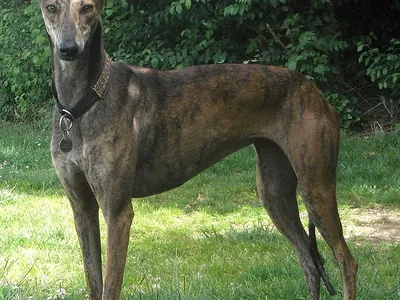 Galgo Español