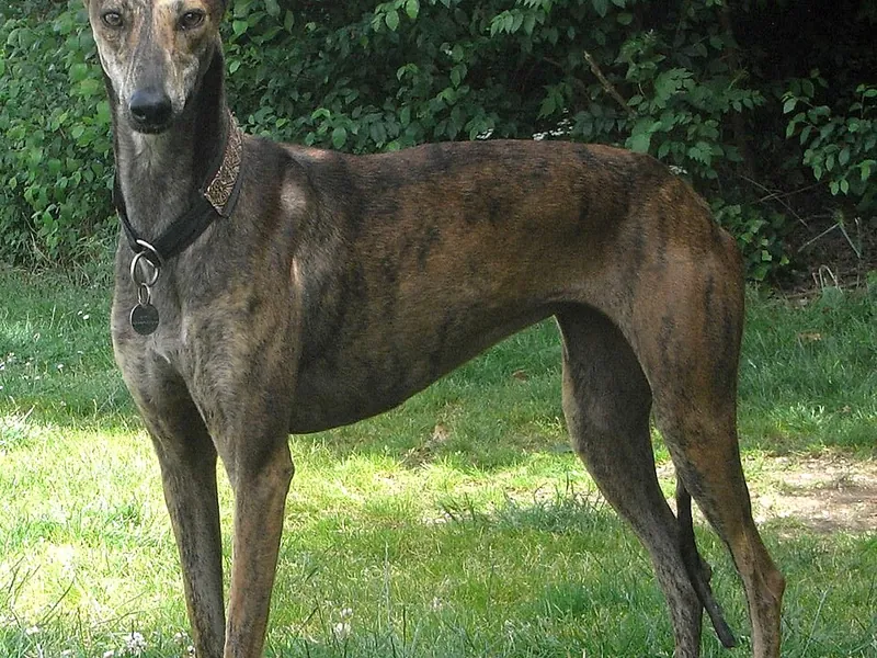 Galgo Español