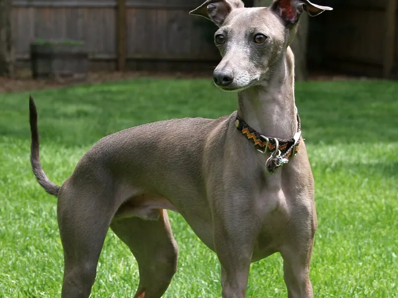 Galgo Italiano