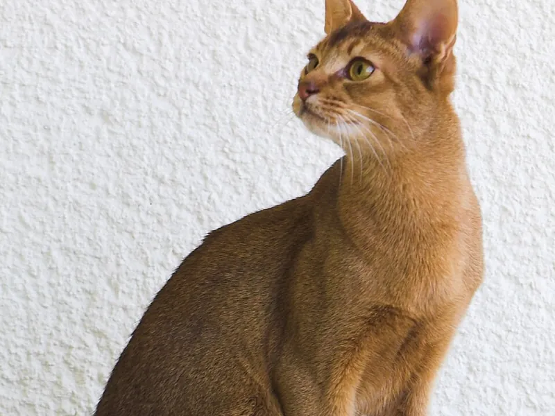 Gato abisinio, una raza muy activa y juguetona