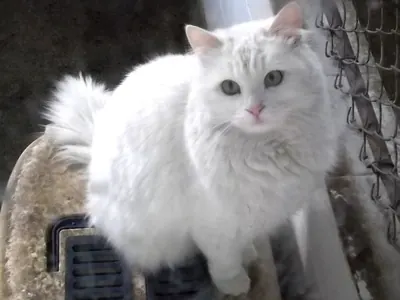 Angora Turco