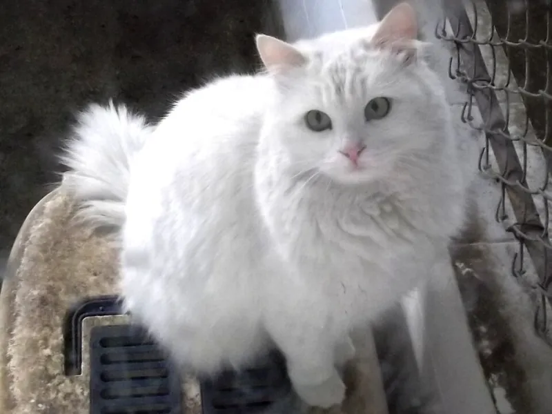 Angora Turco