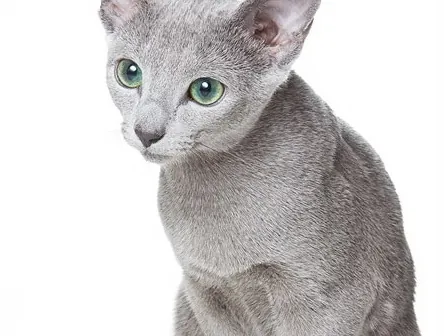 Azul Ruso