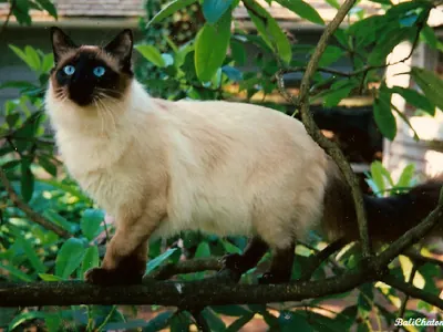 Gato Balinés