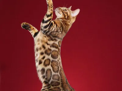 Gato bengalí, una de las razas más activas