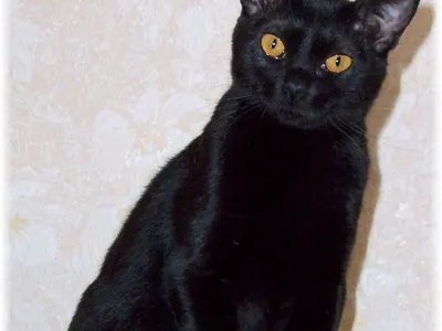 Gato Bombay