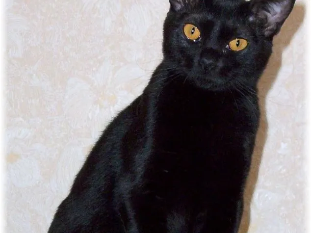 Gato Bombay