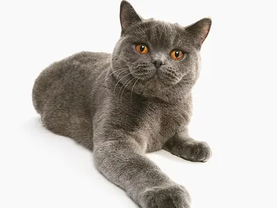 Británico de Pelo Corto