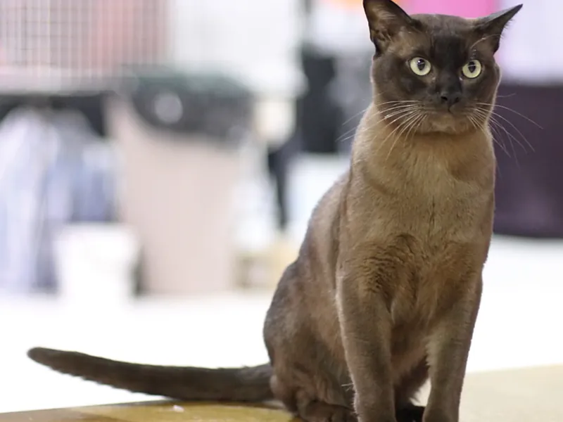 Gato Burmés