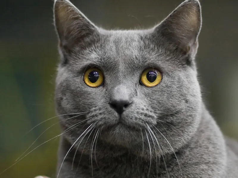 Gato Cartujo (Chartreux)