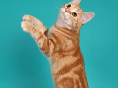 Gato Común Europeo
