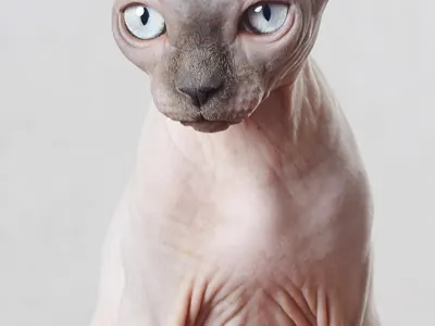 Gato Esfinge (Sphynx)