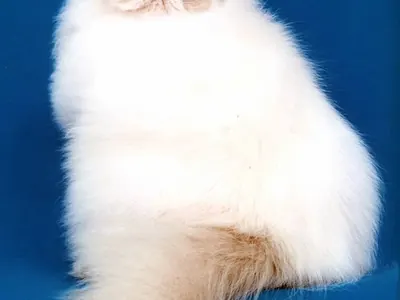 Gato Himalayo