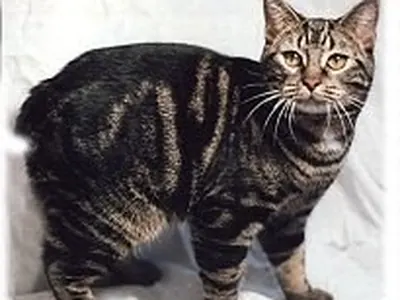 Gato Manx