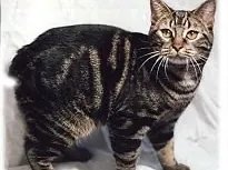 Gato Manx