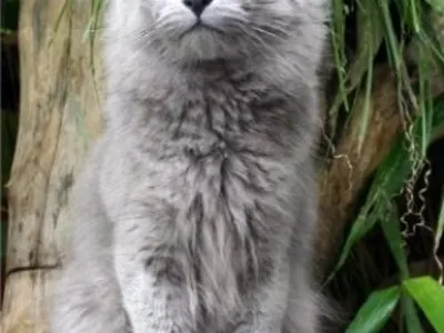 Nebelung