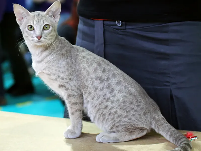 Ocicat