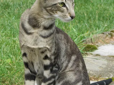 Gato Oriental