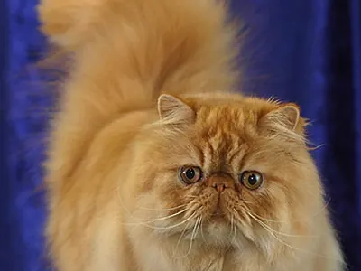 Gato Persa
