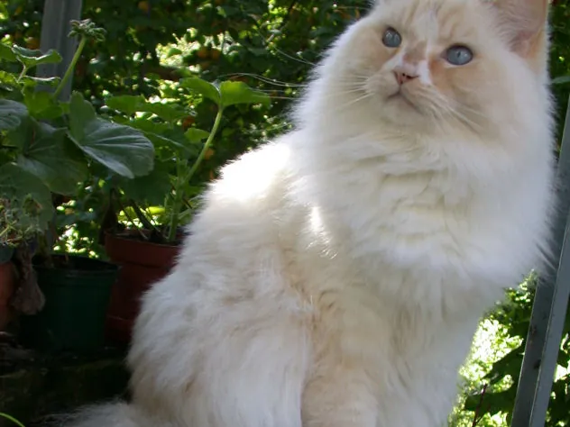 Ragamuffin