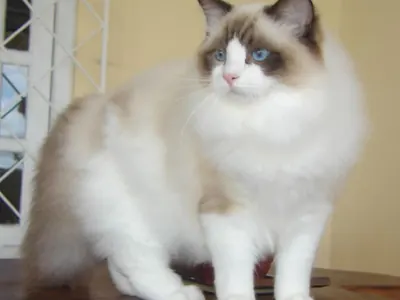 Ragdoll
